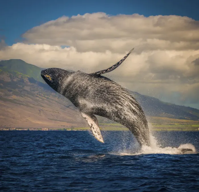 Framed Print : Mother whale fully breaches the water, Maui, Hawaii, United States of America, Pacific Framed Print : Mother whale fully breaches the water, Maui, Hawaii, United States of America, Pacific