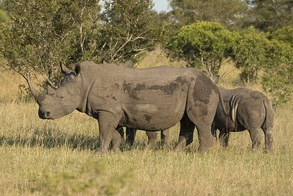 Mother and young white rhino, Kruger National Park, South Africa, Africa