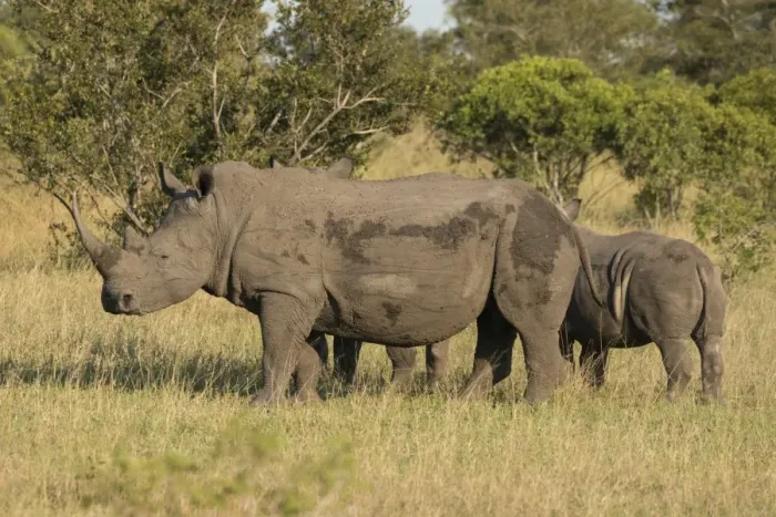 Framed Print : Mother and young white rhino, Kruger National Park, South Africa, Africa Framed Print : Mother and young white rhino, Kruger National Park, South Africa, Africa