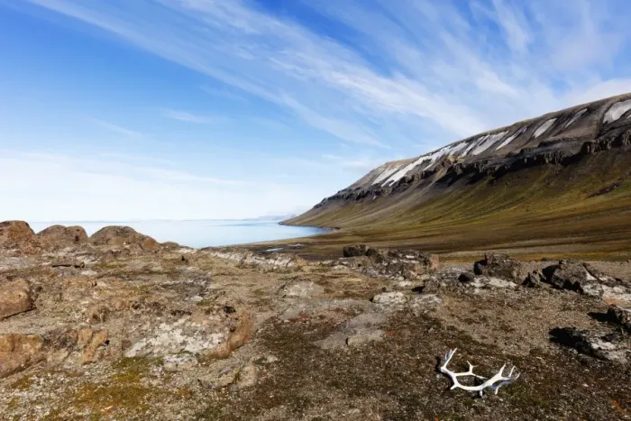 Framed Print : Moulted Reindeer antlers, Kapp Lee, Spitsbergen, Svalbard, Arctic, Norway, Europe Framed Print : Moulted Reindeer antlers, Kapp Lee, Spitsbergen, Svalbard, Arctic, Norway, Europe