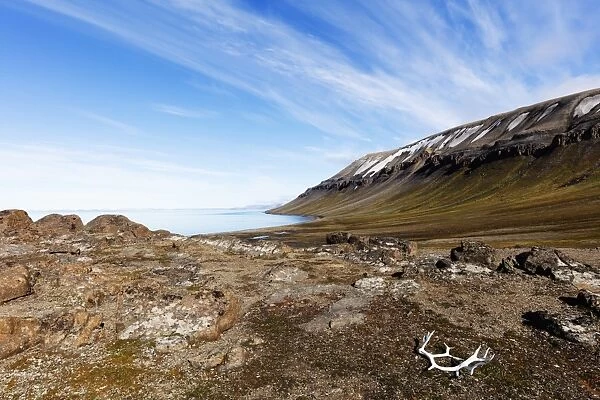 Moulted Reindeer antlers, Kapp Lee, Spitsbergen, Svalbard, Arctic, Norway, Europe