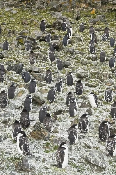 Moulting chinstrap penguins, Hannah Point, Livingstone Island, South Shetland Islands
