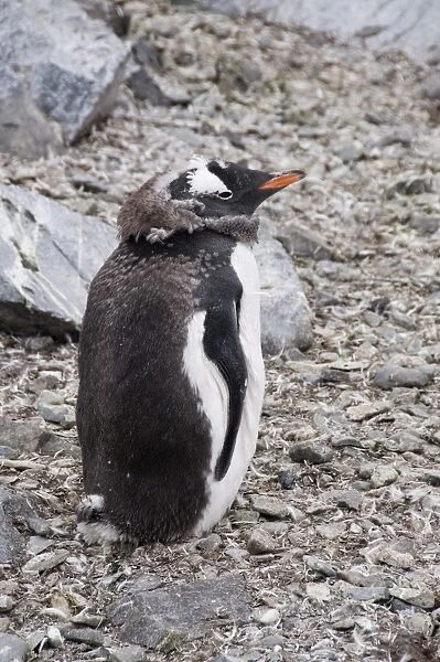 Moulting Gentoo penguin, Cuverville Island, Antarctic Peninsula, Antarctica