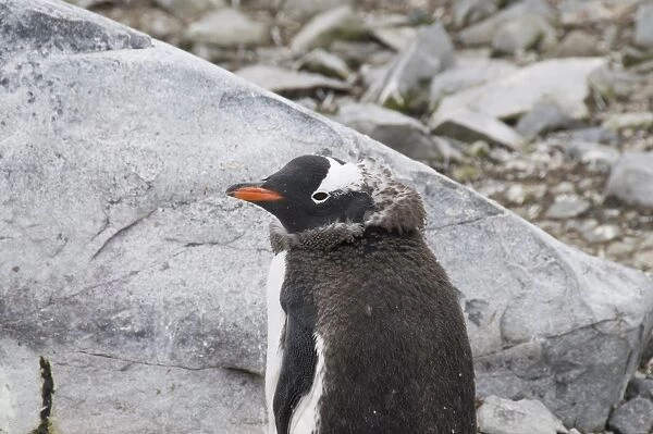 Moulting gentoo penguin, Cuverville Island, Antarctic Peninsula, Antarctica