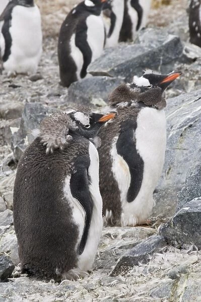 Moulting gentoo penguins, Cuverville Island, Antarctic Peninsula, Antarctica
