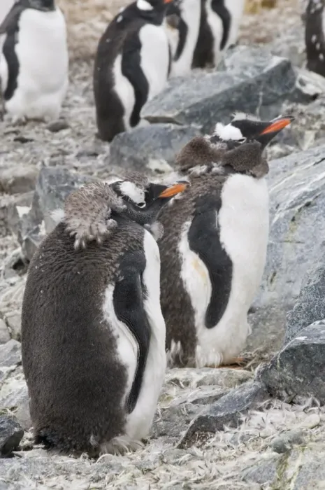 Framed Print : Moulting gentoo penguins, Cuverville Island, Antarctic Peninsula, Antarctica Framed Print : Moulting gentoo penguins, Cuverville Island, Antarctic Peninsula, Antarctica