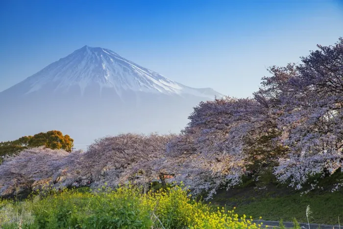 Framed Print : Mount Fuji, 3776m, UNESCO World Heritage Site, Yamanashi Prefecture, Honshu, Japan, Asia Framed Print : Mount Fuji, 3776m, UNESCO World Heritage Site, Yamanashi Prefecture, Honshu, Japan, Asia