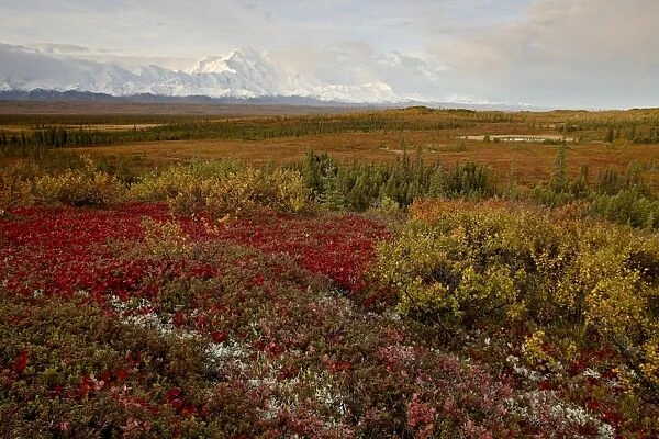Mount McKinley with tundra in fall color, Denali National Park and Preserve