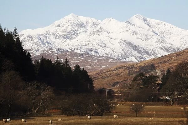 Mount Snowdon capped with snow as Welsh sheep graze on a sunny spring day in Snowdonia National Park, Wales, United Kingdom, Europe