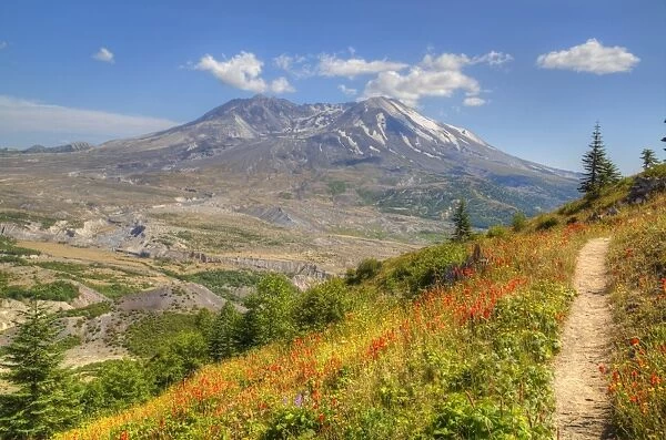 Mount St. Helens with wild flowers, Mount St. Helens National Volcanic Monument, Washington State