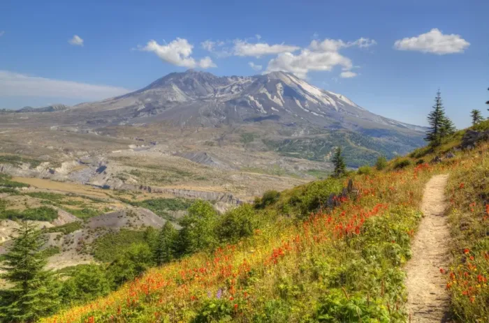 Framed Print : Mount St. Helens with wild flowers, Mount St. Helens National Volcanic Monument, Washington State Framed Print : Mount St. Helens with wild flowers, Mount St. Helens National Volcanic Monument, Washington State