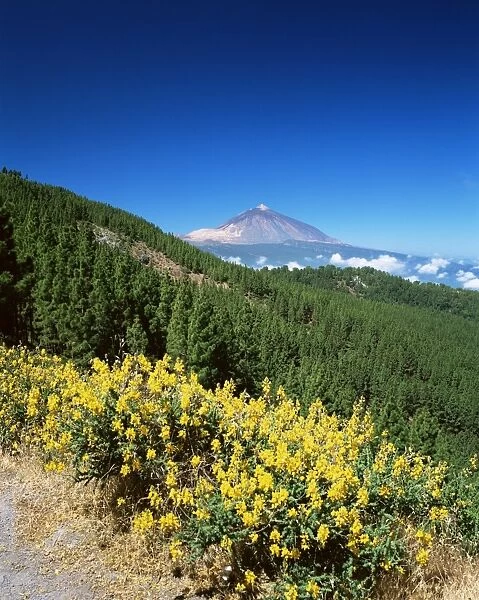 Mount Teide and pine trees from Mirador Ortuno, Parque Nacional del Teide