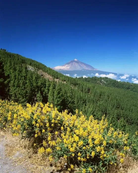 Framed Print : Mount Teide and pine trees from Mirador Ortuno, Parque Nacional del Teide Framed Print : Mount Teide and pine trees from Mirador Ortuno, Parque Nacional del Teide
