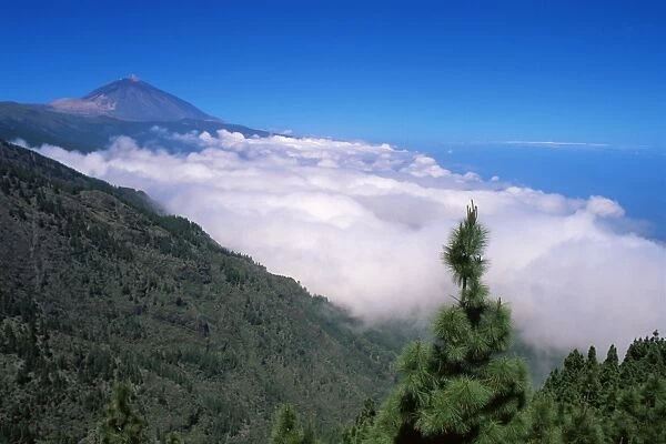 Mount Teide and pine trees, Teide National Park, Tenerife, Canary Islands