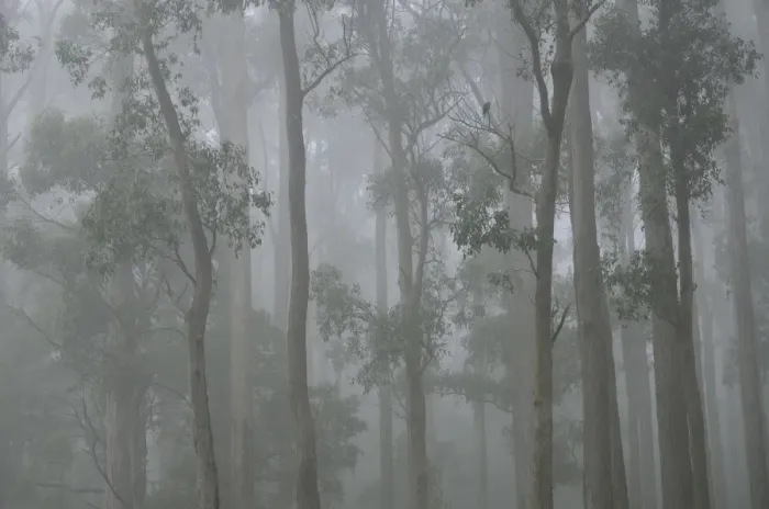Framed Print : Mountain Ash forest in fog, Dandenong Ranges National Park, Dandenong Ranges Framed Print : Mountain Ash forest in fog, Dandenong Ranges National Park, Dandenong Ranges