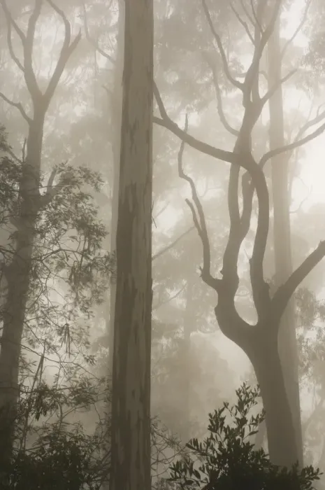 Framed Print : Mountain ash forest and morning fog, Mount Macedon, Victoria, Australia, Pacific