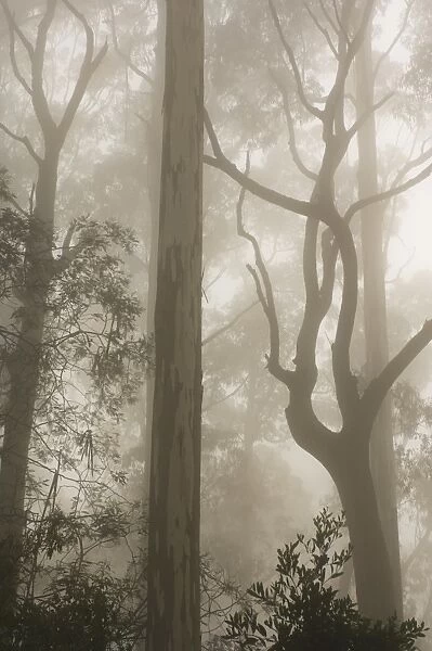 Mountain ash forest and morning fog, Mount Macedon, Victoria, Australia, Pacific