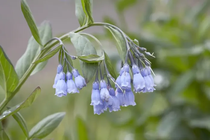 Framed Print : Mountain bluebell (Mertensia ciliata), Yankee Boy Basin, Uncompahgre National Forest Framed Print : Mountain bluebell (Mertensia ciliata), Yankee Boy Basin, Uncompahgre National Forest