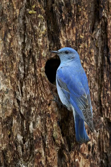 Framed Print : Mountain bluebird (Sialia currucoides), male at nest cavity, Yellowstone National Park Framed Print : Mountain bluebird (Sialia currucoides), male at nest cavity, Yellowstone National Park