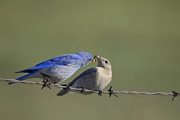 Mountain bluebird (Sialia currucoides) male feeding female, near Castlewood Canyon State Park