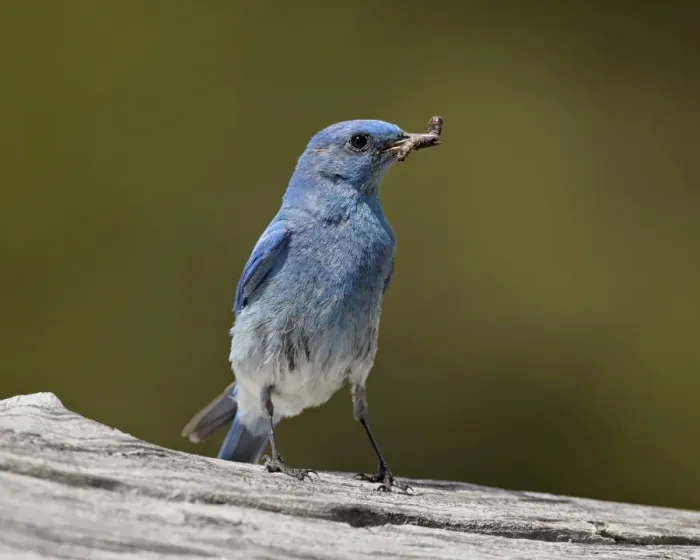 Framed Print : Mountain bluebird (Sialia currucoides) with a grub, Yellowstone National Park, Wyoming, United States of America, North America Framed Print : Mountain bluebird (Sialia currucoides) with a grub, Yellowstone National Park, Wyoming, United States of America, North America