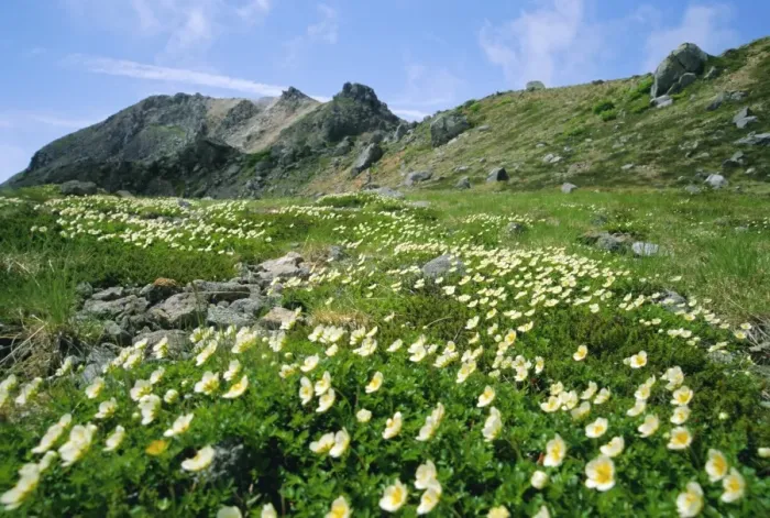 Framed Print : Mountain flowers Framed Print : Mountain flowers