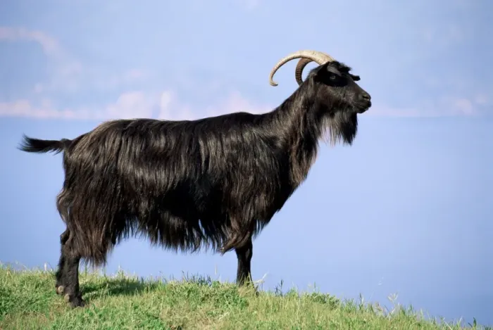 Framed Print : Mountain goat, Corsica, France, Europe Framed Print : Mountain goat, Corsica, France, Europe
