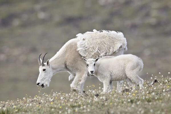 Mountain goat (Oreamnos americanus) nanny and kid in the spring, Shoshone National Forest, Wyoming, United States of America, North America