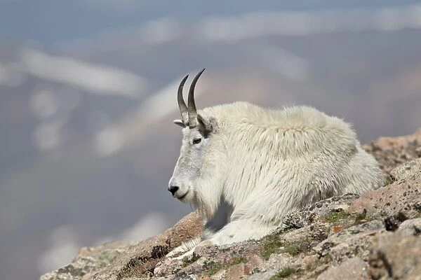 Mountain goat (Oreamnos americanus) nanny resting, Mount Evans, Arapaho-Roosevelt National Forest, Colorado, United States of America, North America