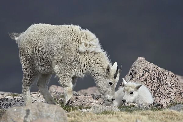 Mountain goat (Oreamnos americanus) juvenile and kid, Mount Evans, Arapaho-Roosevelt National Forest, Colorado, United States of America, North America