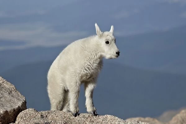Mountain goat (Oreamnos americanus) kid, Mount Evans, Arapaho-Roosevelt National Forest, Colorado, United States of America, North America