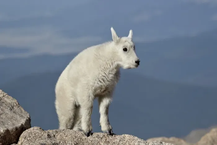 Framed Print : Mountain goat (Oreamnos americanus) kid, Mount Evans, Arapaho-Roosevelt National Forest, Colorado, United States of America, North America Framed Print : Mountain goat (Oreamnos americanus) kid, Mount Evans, Arapaho-Roosevelt National Forest, Colorado, United States of America, North America