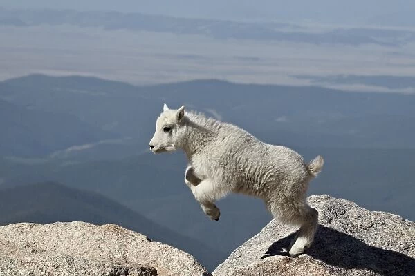 Mountain goat (Oreamnos americanus) kid jumping, Mount Evans, Arapaho-Roosevelt National Forest, Colorado, United States of America, North America