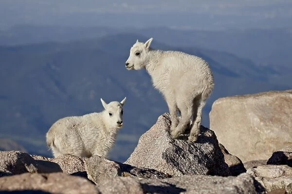 Two mountain goat (Oreamnos americanus) kids, Mount Evans, Colorado, United States of America