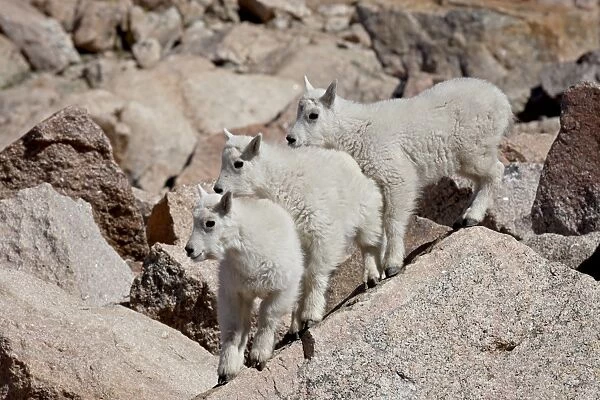 Three mountain goat (Oreamnos americanus) kids, Mount Evans, Colorado, United States of America
