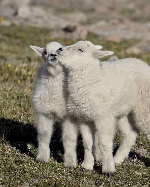 Two mountain goat (Oreamnos americanus) kids playing, Mount Evans, Arapaho-Roosevelt National Forest, Colorado, United States of America, North America