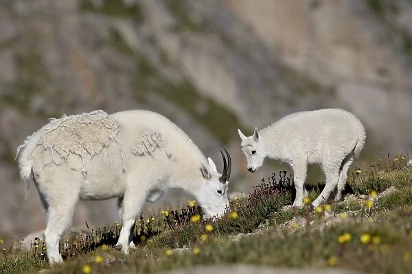 Mountain goat (Oreamnos americanus) nanny and billy, Mount Evans, Colorado