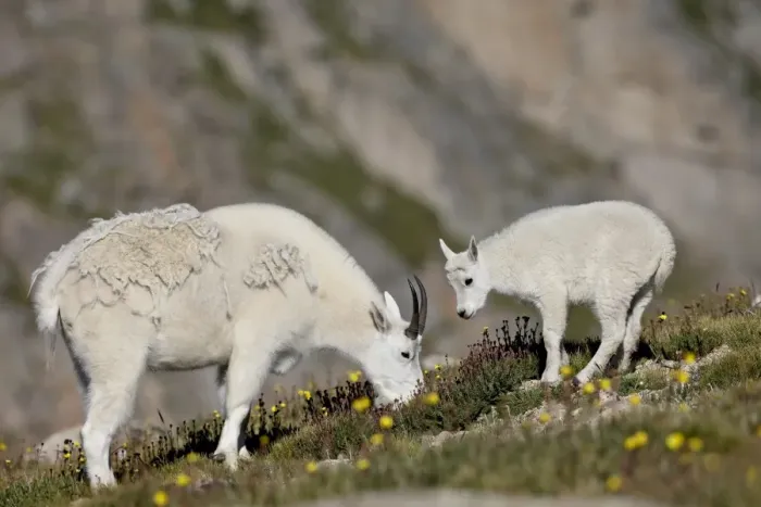 Framed Print : Mountain goat (Oreamnos americanus) nanny and billy, Mount Evans, Colorado Framed Print : Mountain goat (Oreamnos americanus) nanny and billy, Mount Evans, Colorado
