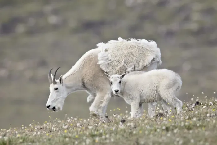 Framed Print : Mountain goat (Oreamnos americanus) nanny and kid in the spring, Shoshone National Forest, Wyoming, United States of America, North America Framed Print : Mountain goat (Oreamnos americanus) nanny and kid in the spring, Shoshone National Forest, Wyoming, United States of America, North America