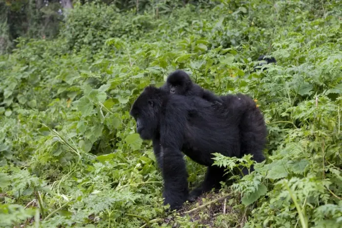 Framed Print : Mountain gorilla Framed Print : Mountain gorilla