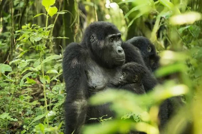 Framed Print : Mountain Gorilla (Beringei beringei), Bwindi Impenetrable Forest, UNESCO World Heritage Site