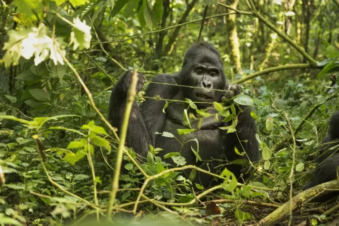 Framed Print : Mountain Gorilla (Beringei beringei), Bwindi Impenetrable Forest, UNESCO World Heritage Site Framed Print : Mountain Gorilla (Beringei beringei), Bwindi Impenetrable Forest, UNESCO World Heritage Site