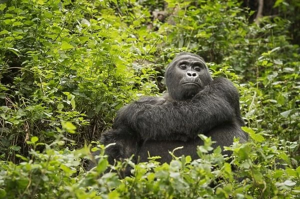Mountain gorilla, Bwindi Impenetrable National Park, Uganda, Africa