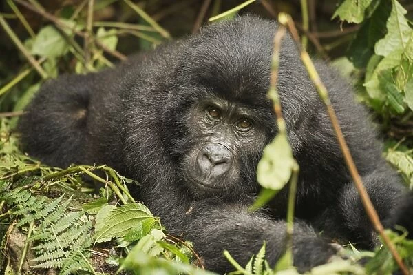 Mountain gorilla, Bwindi Impenetrable National Park, Uganda, Africa