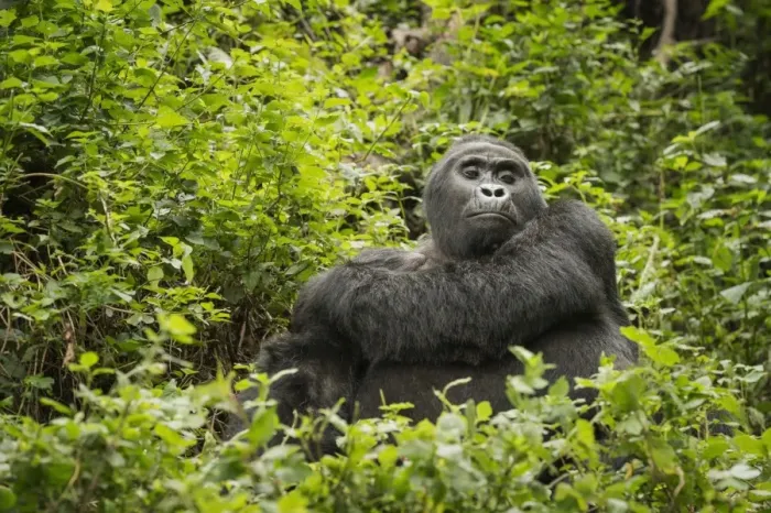 Framed Print : Mountain gorilla, Bwindi Impenetrable National Park, Uganda, Africa Framed Print : Mountain gorilla, Bwindi Impenetrable National Park, Uganda, Africa