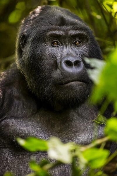 Mountain gorilla (Gorilla beringei beringei), Bwindi Impenetrable Forest, Uganda, Africa