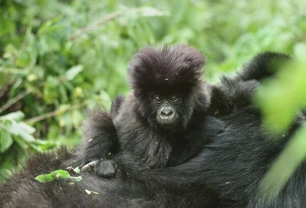 Mountain Gorilla (Gorilla g. beringei) infant on mothers back, Virunga Volcanoes