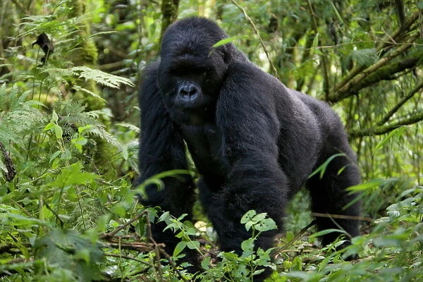 Mountain gorilla (Gorilla gorilla beringei)