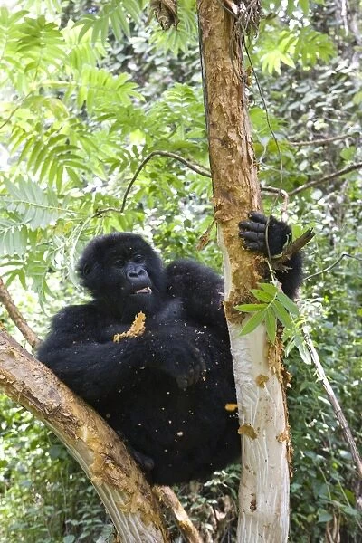 Mountain Gorilla (Gorilla gorilla beringei) eating tree bark