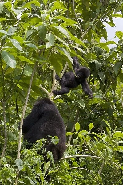Mountain gorilla (Gorilla gorilla beringei) with her young baby